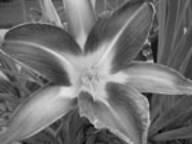 Front Gardens (Daylily)